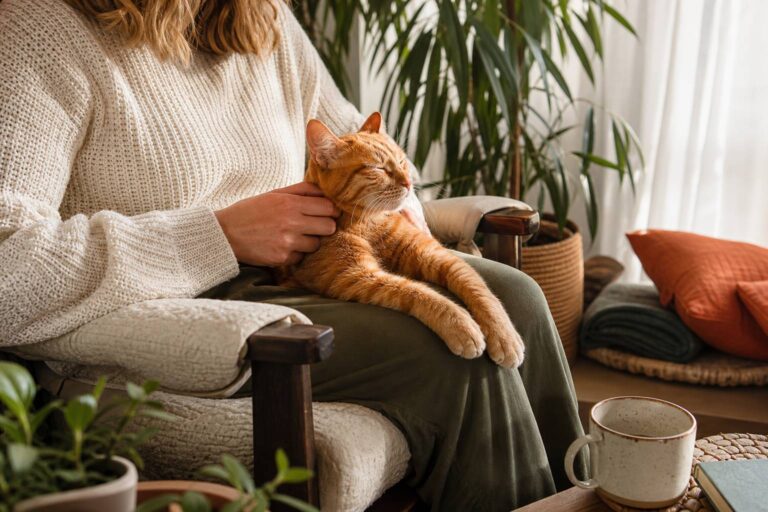 Adottare un gatto: requisiti, costi e primi giorni