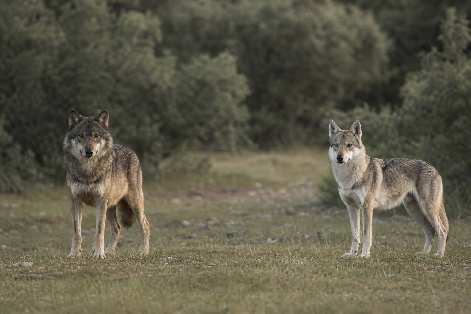 Come riconoscere un vero lupo rispetto al Cane Lupo Cecoslovacco: guida pratica, Come riconoscere un
