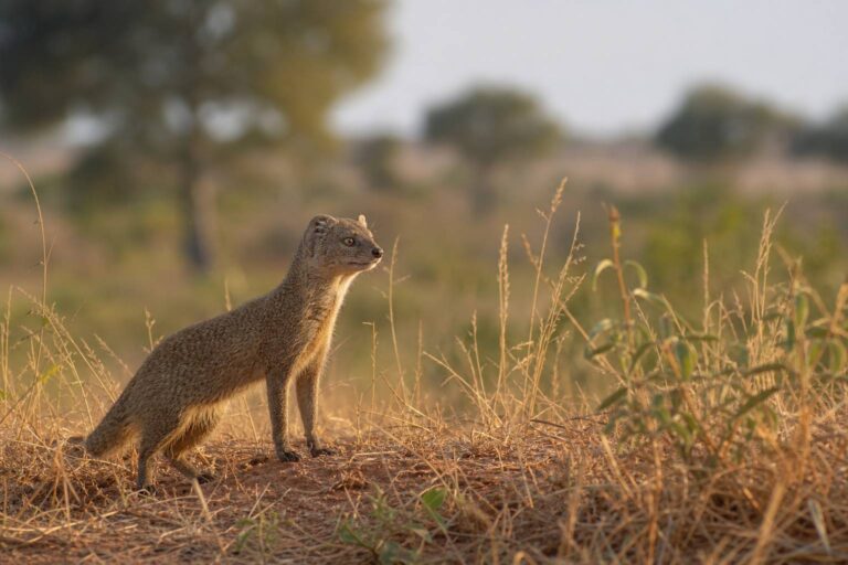 La mangusta: il coraggioso predatore immune al veleno dei serpenti