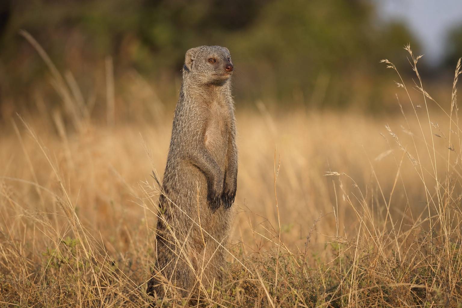 Manguste debout dans les hautes herbes de la savane regardant au loin