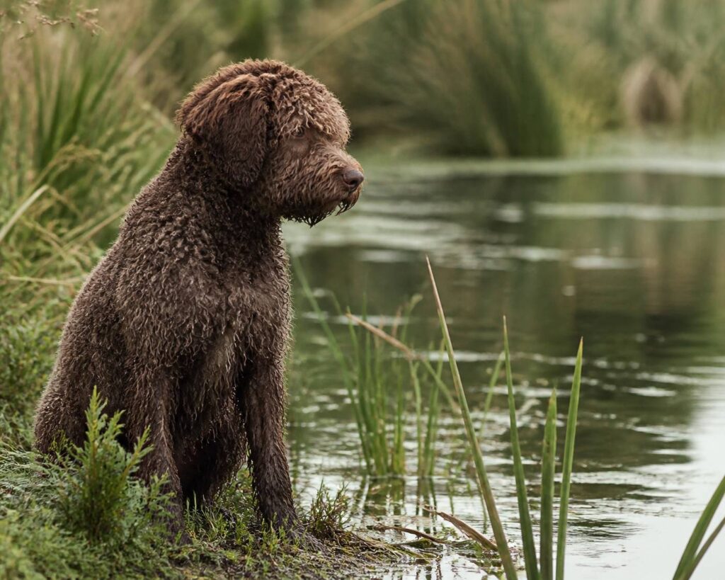 Chien barbet au pelage bouclé près d'un plan d'eau