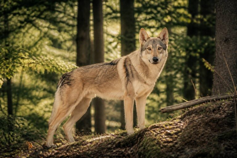 Il Cane Lupo Cecoslovacco: la razza più vicina al lupo selvatico e altre due sorprendenti similitudini