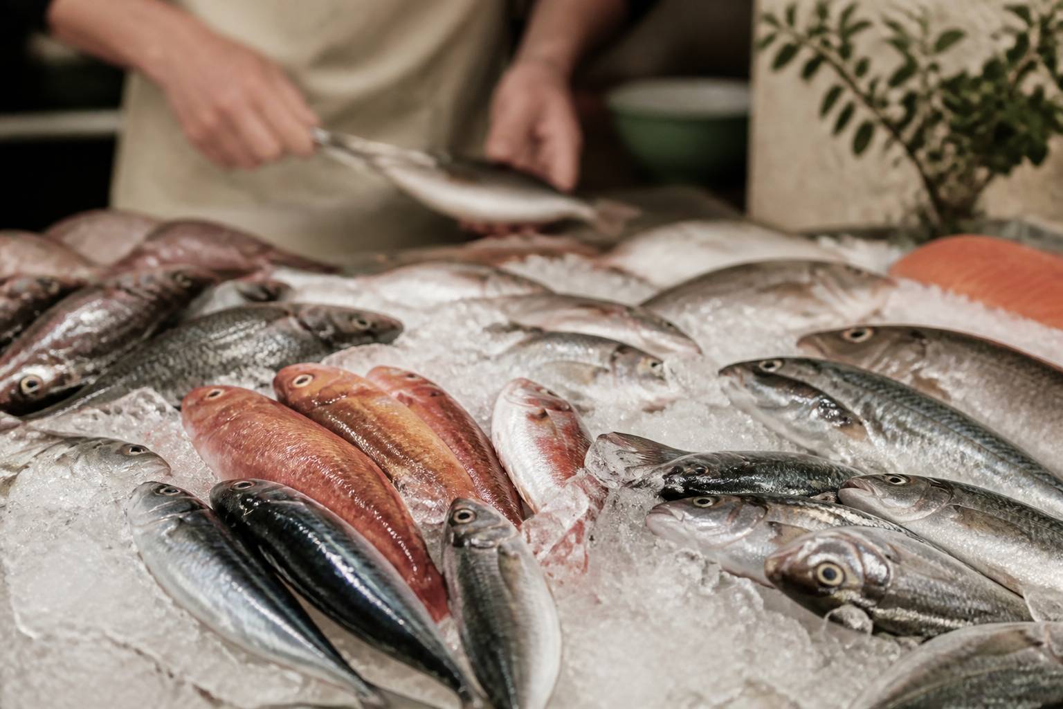 Poissons entiers aux couleurs sobres posés sur de la glace