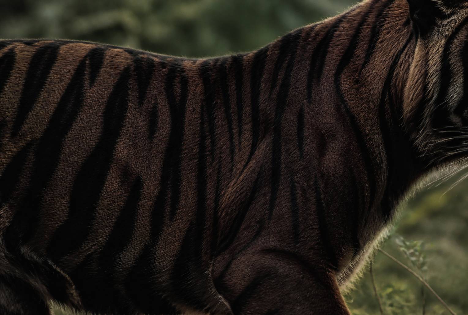 Gros plan du pelage sombre d'une tigre aux rayures épaisses