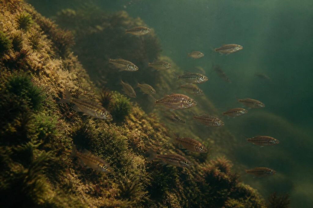 Banc de petits poissons discrets près d'un fond rocheux