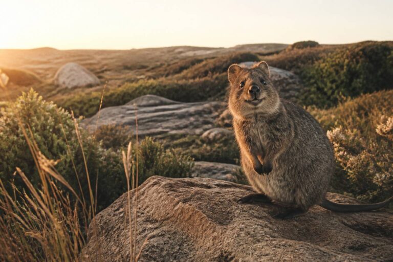 Il quokka (Setonix brachyurus): il marsupiale sorridente dell&rsquo;Australia Occidentale