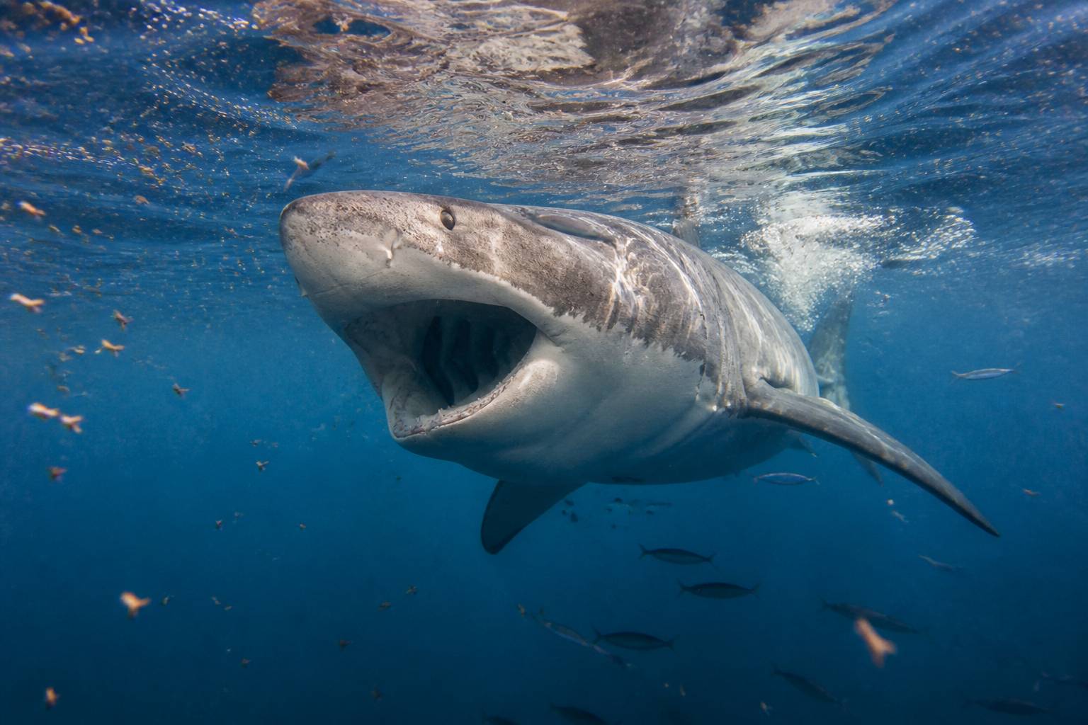 Grand requin filtrant le plancton sous une eau claire