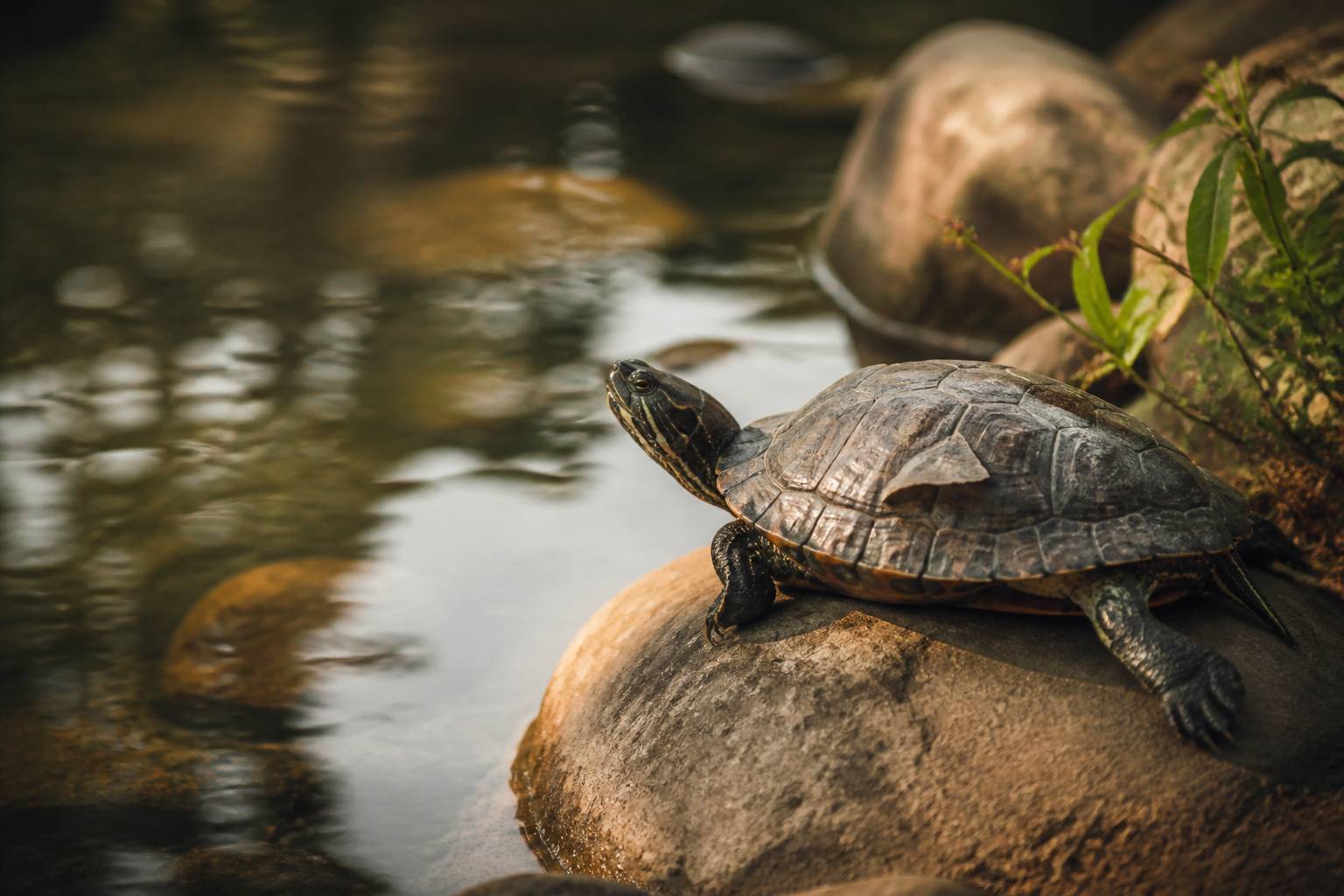 Tortue d'eau sur une pierre, écaille superficielle se détachant