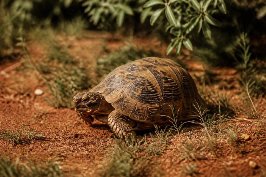 Tortue terrestre à la carapace brune dans un jardin ensoleillé