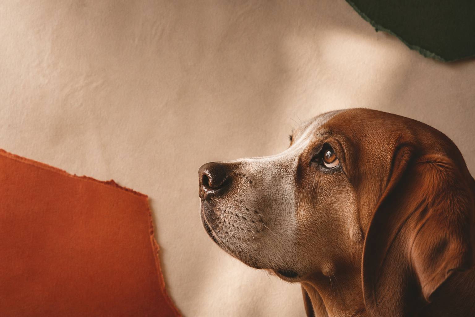 Tête de chien aux oreilles tombantes en gros plan