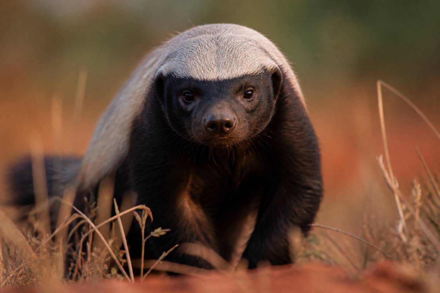Gros plan sur la tête d'un ratel aux couleurs contrastées