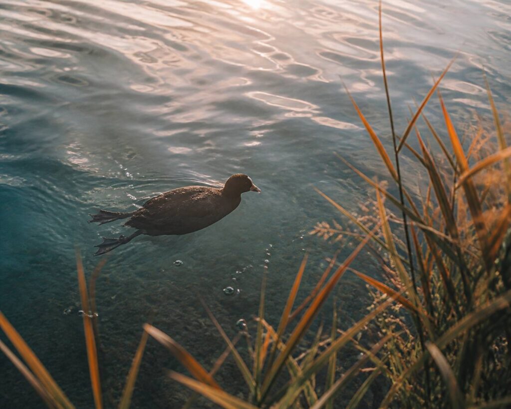 Oiseau aquatique au plumage sombre nageant sous la surface claire d'un lac