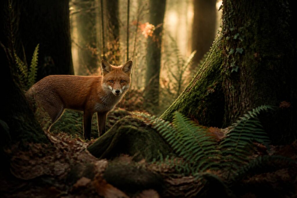 Renard roux dans un sous-bois italien au crépuscule