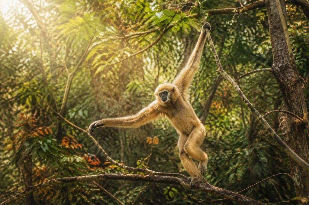 Femmina di gibbone in equilibrio su un ramo nella foresta tropicale