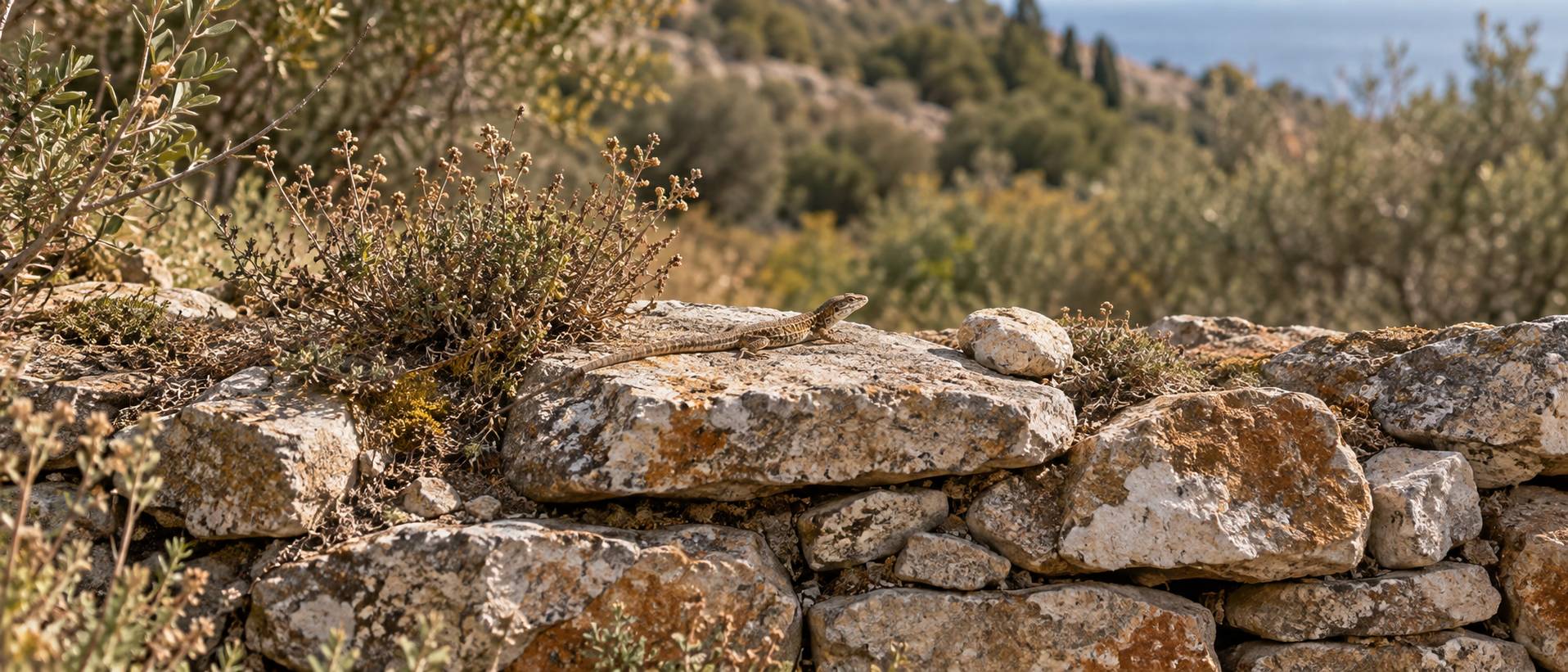 Lezard immobile sur une pierre plate d'un muret de pierres seches