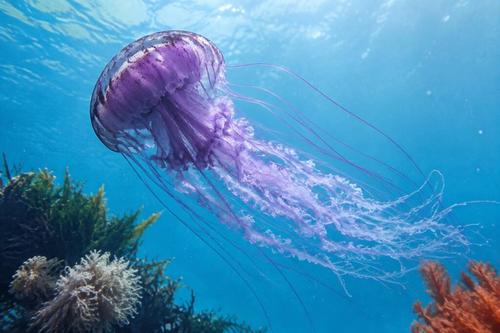 Méduse violette translucide aux longs tentacules dans une eau marine claire