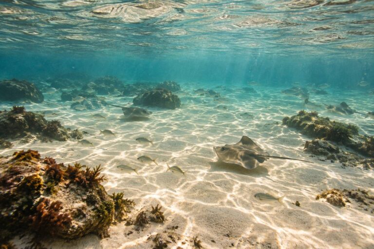I piccoli pesci che ti mordicchiano al mare: un rischio reale o solo un fastidio?