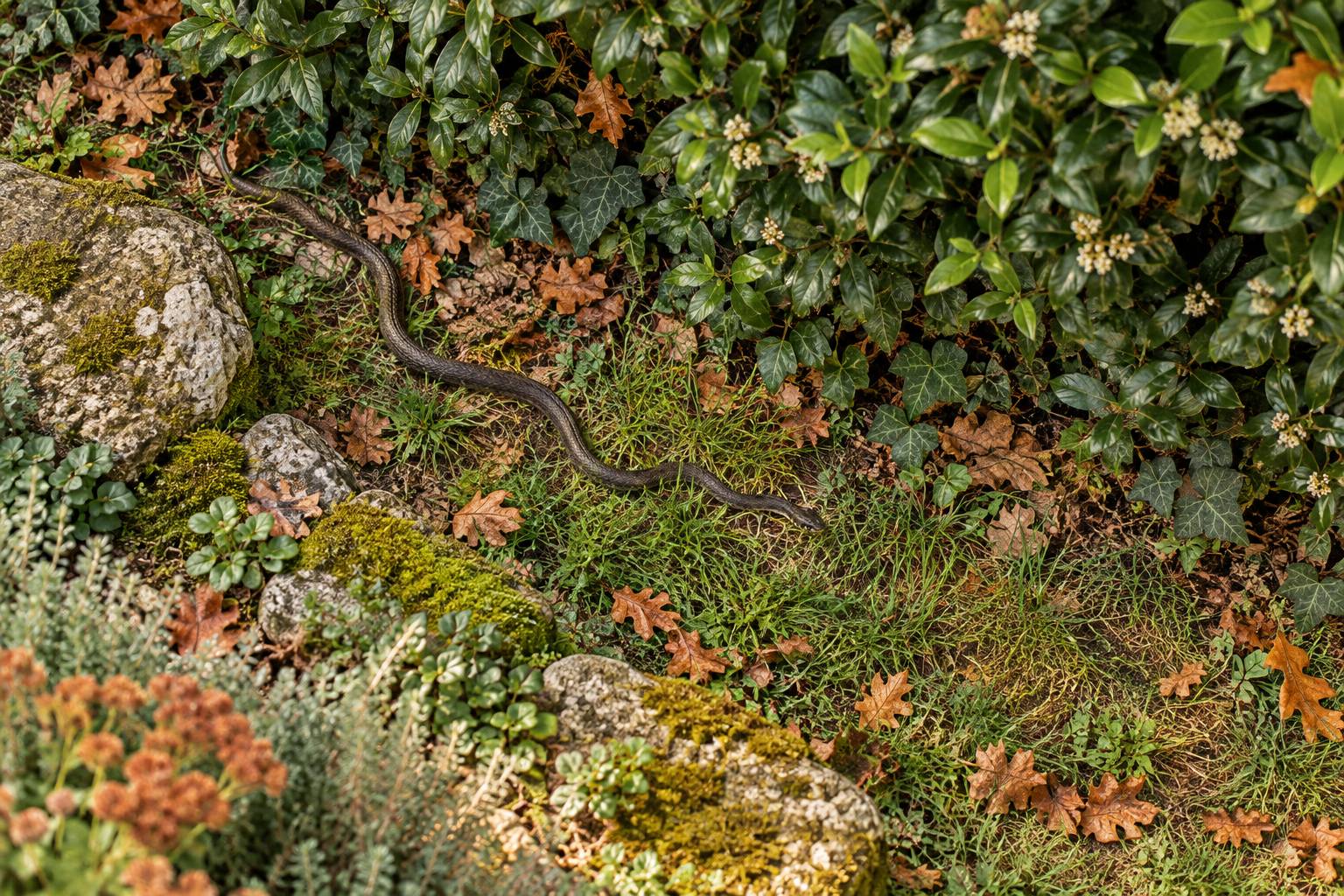 Serpent sombre glissant dans l'herbe au pied d'une haie de jardin