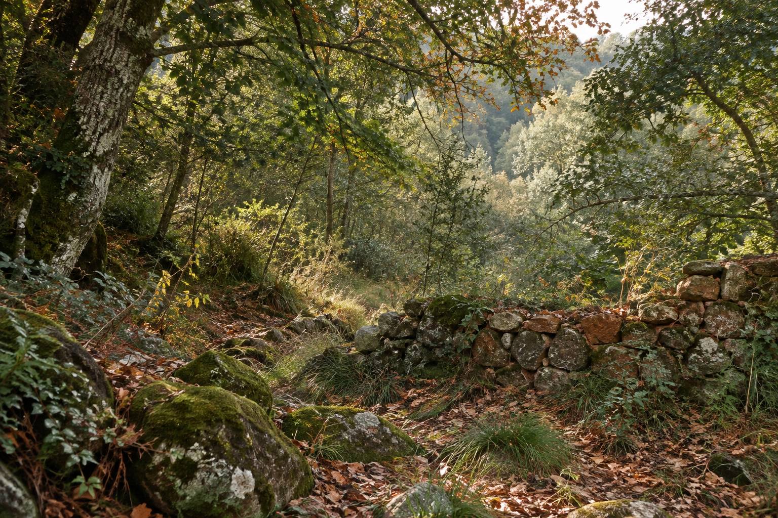 Sous-bois avec branches basses, muret de pierres sèches et feuilles mortes
