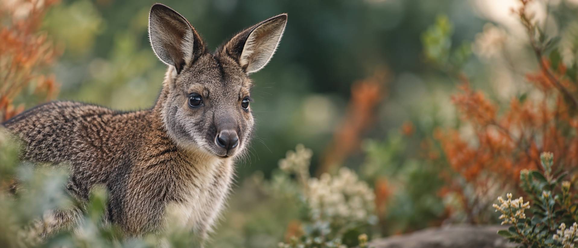 Gros plan sur le museau et les oreilles d'un wallaby au pelage brun-gris