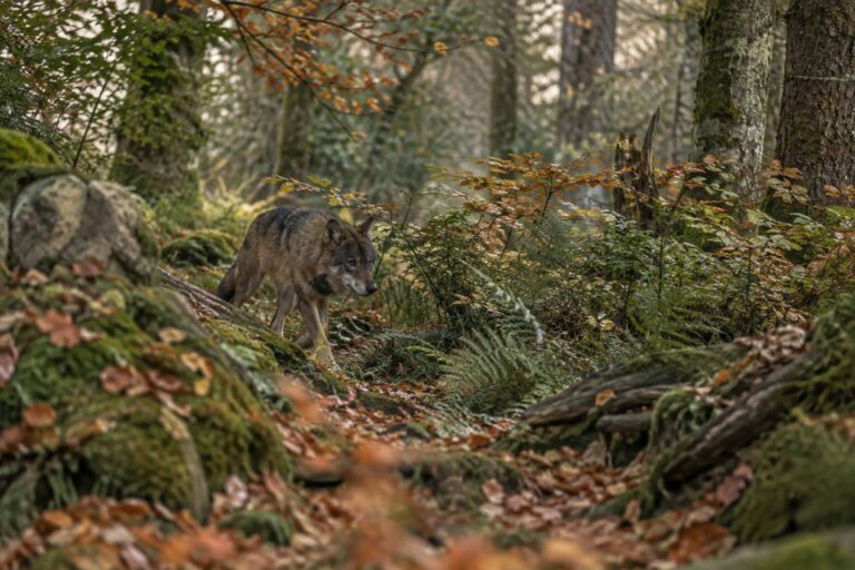 Scopri il cane procione: caratteristiche e motivi per cui non è adatto come animale domestico